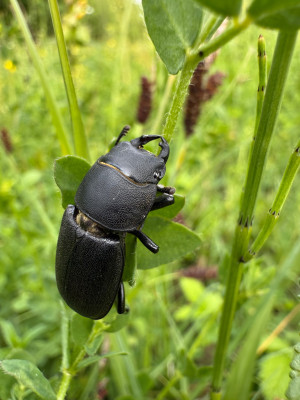 Balkenschröter (Dorcus parallelipipedus)