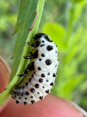 Vermutlich Larve vom Pappelblattkäfer (Chrysomela populi)