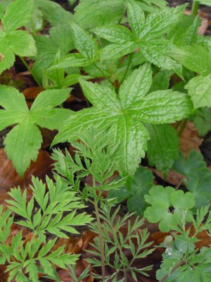 dicentra_eximia_und_geranium_nodosum.jpg