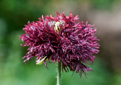 25 06 Garten Juni  524_7854.jpg