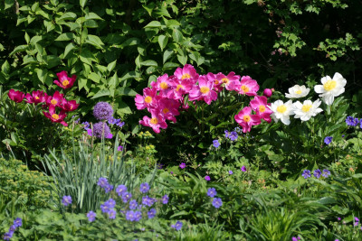'Svarte Petter', 'Dancing Butterflies', 'Jan van Leeuwen'