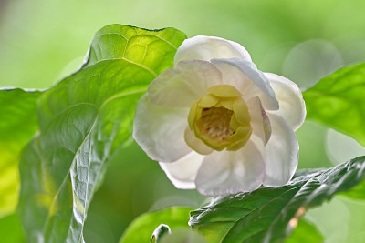 Sinocalycanthus-Jun0325_039.jpg