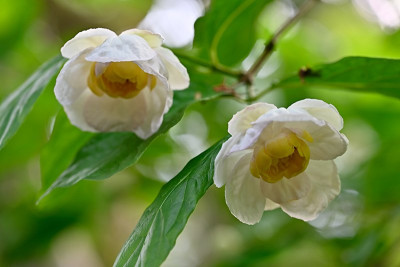 Sinocalycanthus-Jun0325_052.jpg