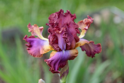 Oasis Shooting Star # BH T0.jpg