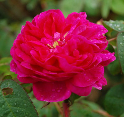 Rose_de_Rescht_0010__T_40796.jpg