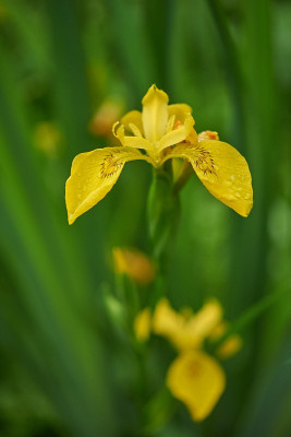 Sumpf-Schwertlilie (Iris pseudacorus)