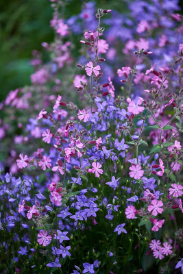Rote Lichtnelke (Silene dioica) + Wiesen-Glockenblume (Campanula patula)