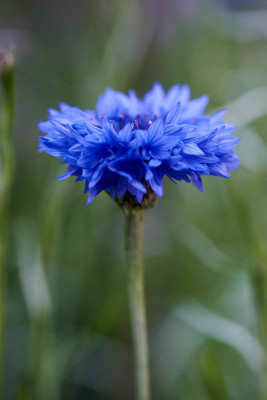 Kornblume &quot;Blauer Junge&quot;