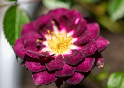 Rose &quot;Diamond Eyes&quot;