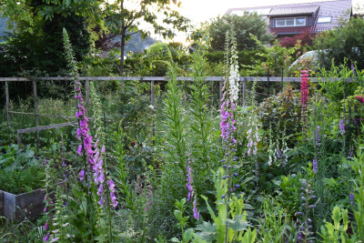 Fingerhut Digitalis