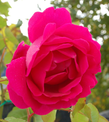 Dr._Andry_0010__0759.jpg