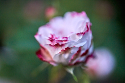 Damaszenerrose &quot;Leda&quot;