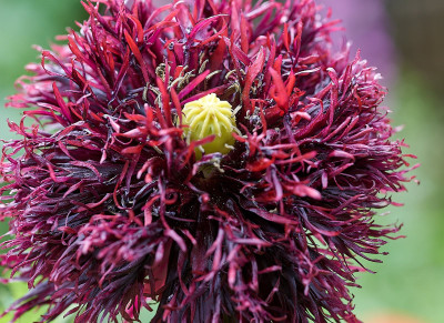 Papaver Somniferum &quot;Black Swan&quot;