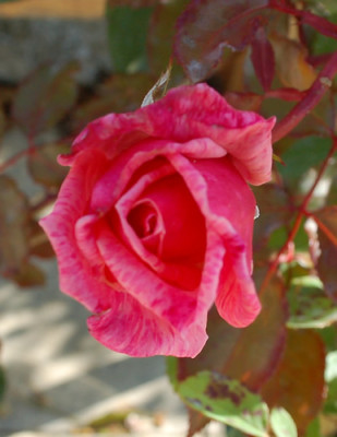 Charles_Dillon_0010__40933.jpg