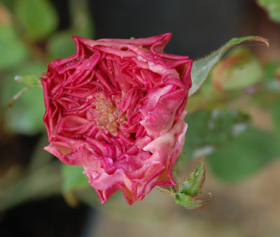 Bona_Weilschott_0010__40779.jpg