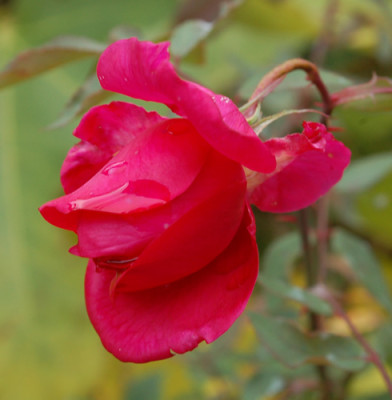 Mme_Fraculy_0010__0869.jpg