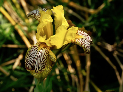 2025-06-04 Iris variegata.jpg