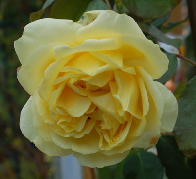 Duchesse_dAuerstaedt_0010__0861.jpg