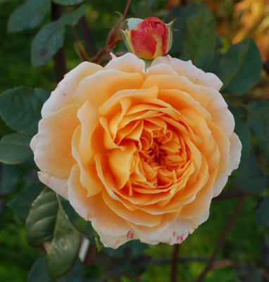 Crown_Princess_Margareta_0010__Te_41055.jpg