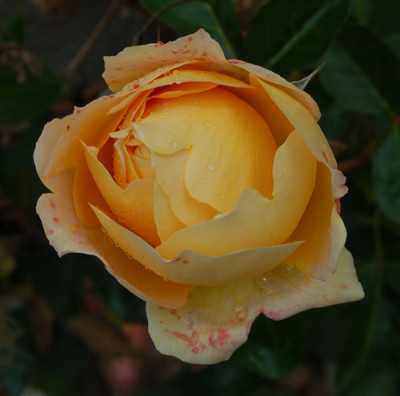 Odile_Masquelier_0010__N_40842.jpg