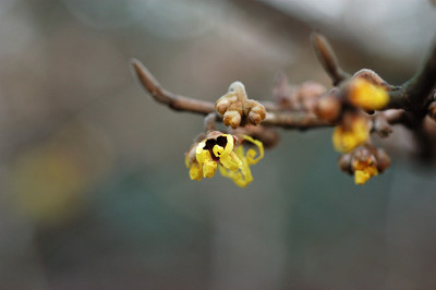 hamamelis_8242.jpg