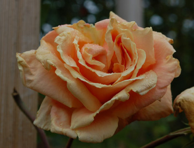 Caramella_0010__N_40812.jpg
