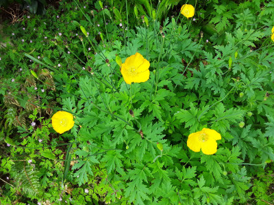Meconopsis cambrica