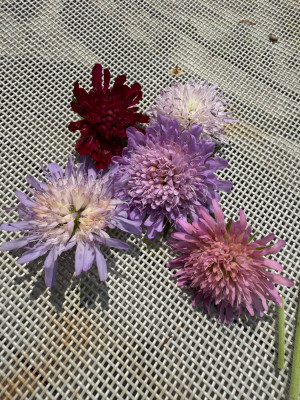 3 arvenis 2 macedonica