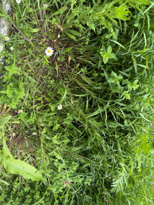 IMG_6810.jpeg