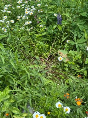 IMG_6129.jpeg