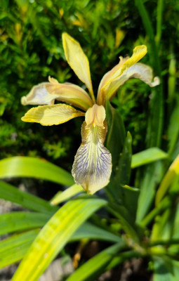20250601_134158 Iris foetidissima Toskana.jpg