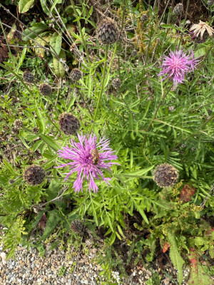IMG_6740.jpeg