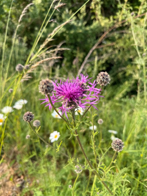 IMG_6450.jpeg