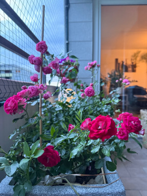 IMG_6750.jpeg