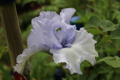 Iris Blue Trill 2.JPG