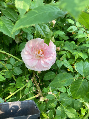 IMG_9433.jpeg