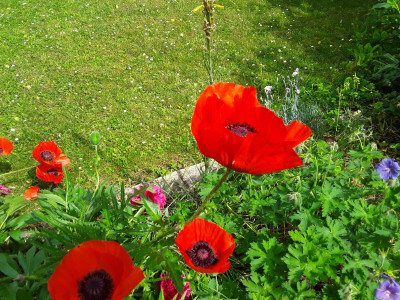 Papaver orientalis