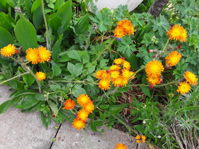 Hieracium orange