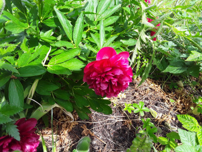 Paeonia Red Charm