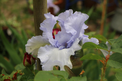 Iris Blue Trill.JPG