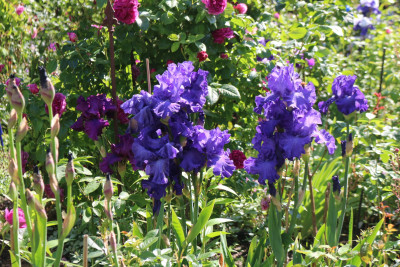 Iris Lieblingsblau.JPG