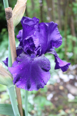 Iris Eclipse de Mai 2.JPG