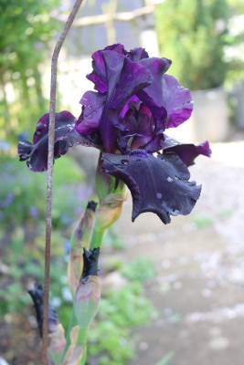 Iris dunkellila Buero links 8.JPG