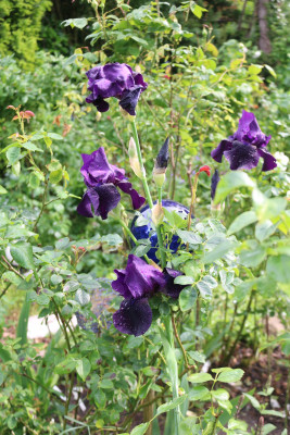 Iris dunkellila hell.JPG