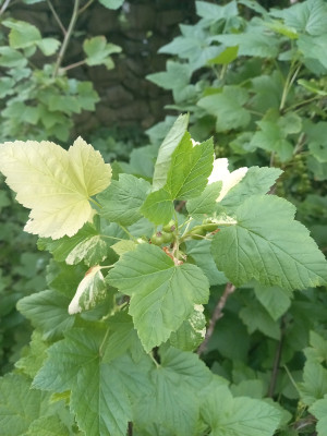 Panaschierte schwarze Johannisbeere