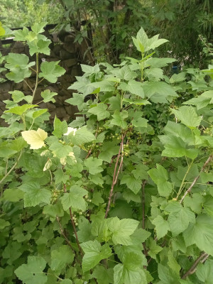 Panaschierte schwarze Johannisbeere