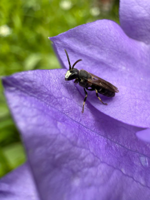 Maskenbiene auf Glockenblume