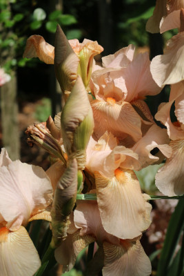 Iris Nel Jape Buero 14.JPG