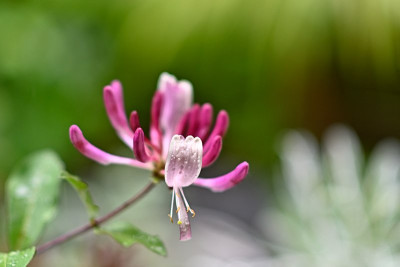 Lonicera-Chic-u-Choc-Jun0525_083-a.jpg