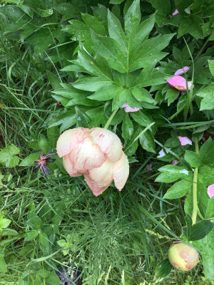 IMG_0575.jpeg